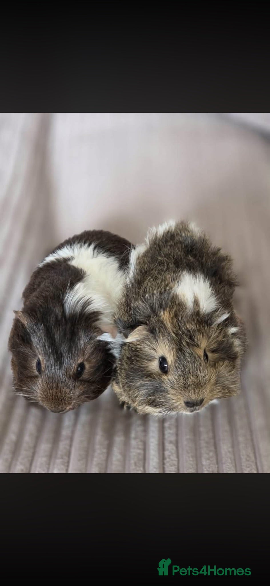Guinea Pig rodents Guinea pigs  - Advert 2
