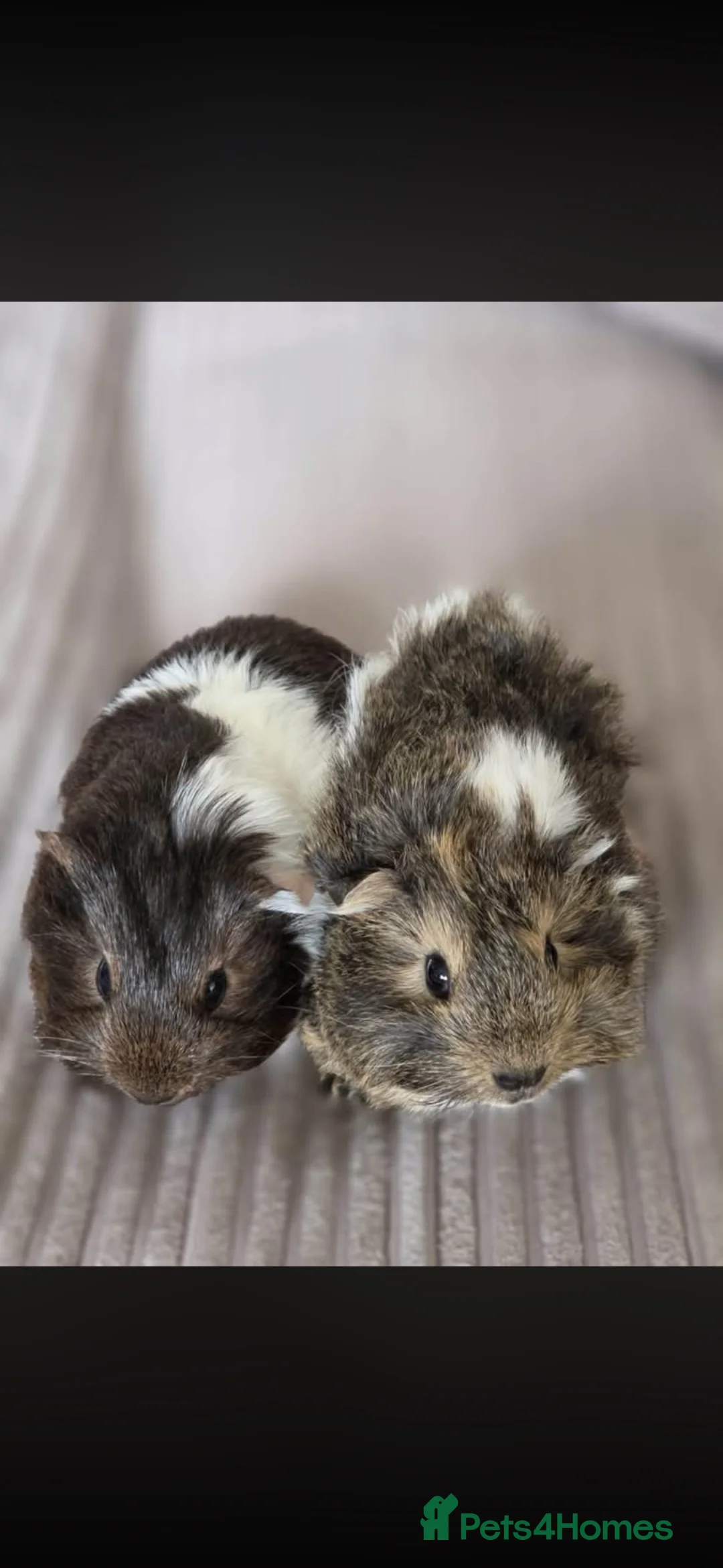 Guinea Pig rodents for sale: Guinea pigs  - Advert 1