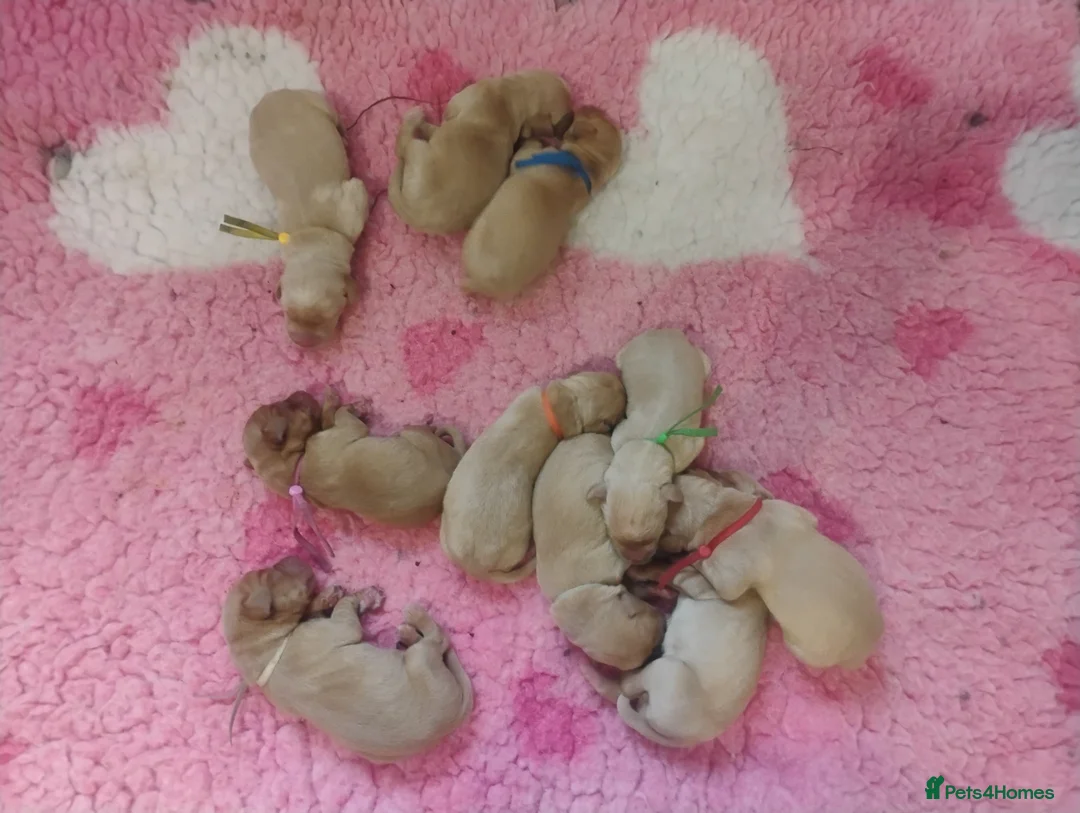 Labrador Retriever dogs for sale: Labrador puppies KC Fully health tested parents  - Advert 4