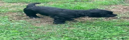 Cocker Spaniel dogs for sale: Amazing cocker spaniels  - Advert 19