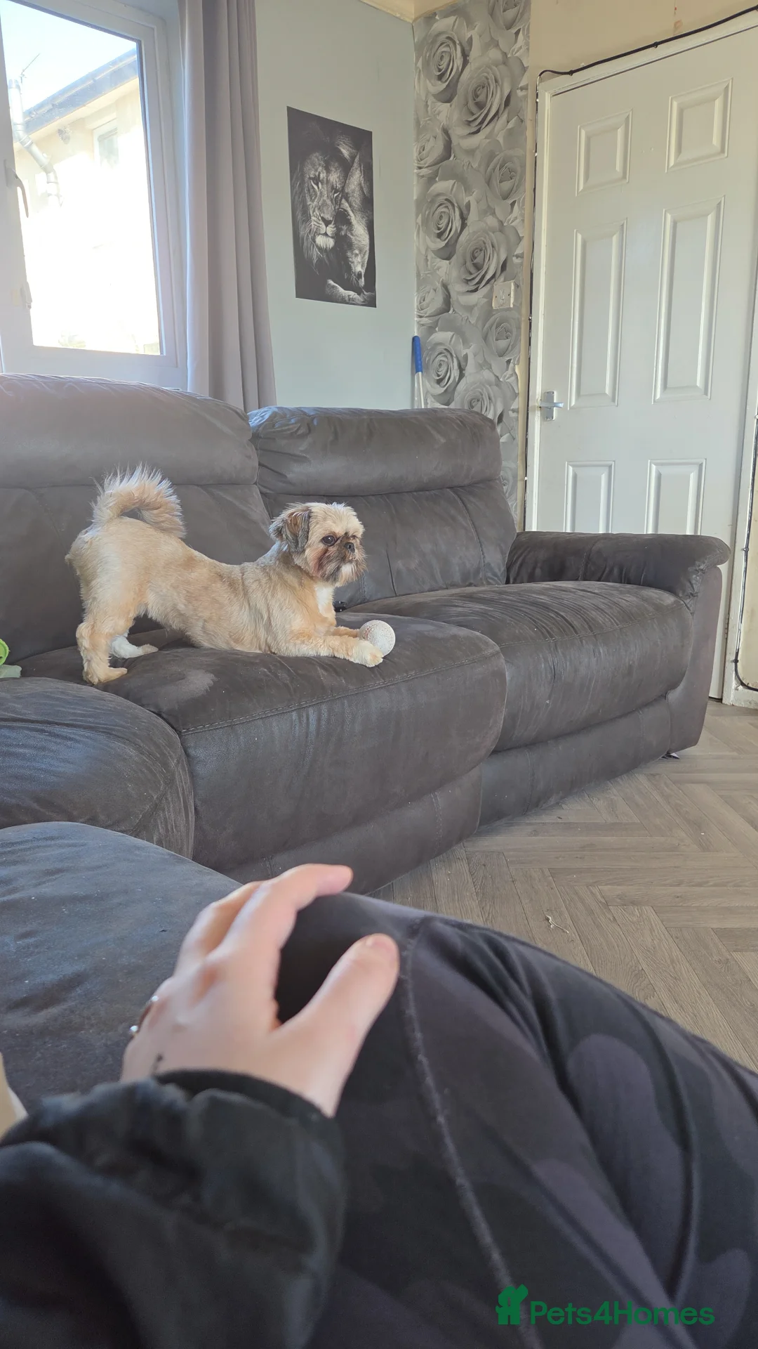Shih Tzu dogs for sale: Family pet  - Advert 2