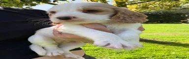 Cocker Spaniel 1