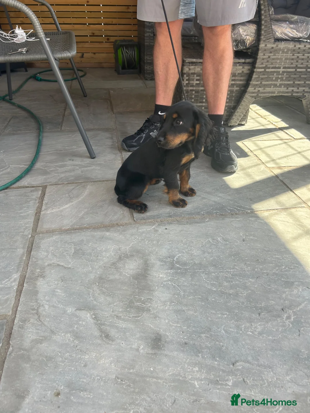 Cocker Spaniel dogs for sale: Black and Tan cocker spaniel girl  - Advert 6