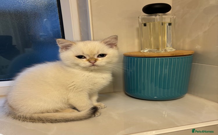 British Shorthair cats - Advert 8