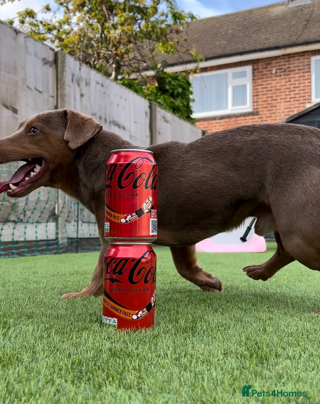 Jack Russell dogs for stud: DONJACKS RANGER - imported lilac & tan stud dog in Doncaster - Advert 14