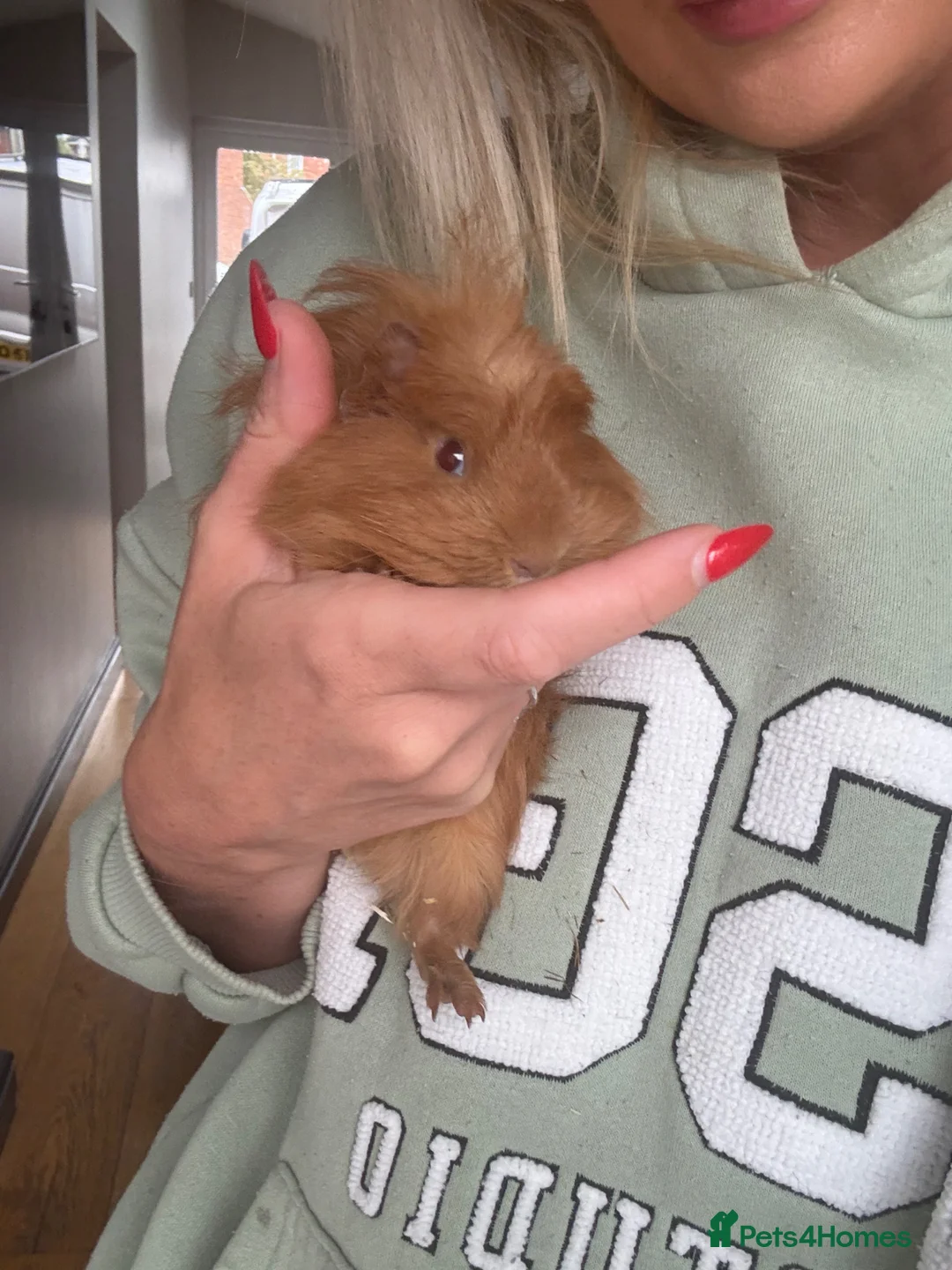 Guinea Pig rodents for sale: Male Guinea pigs x2 - Advert 2