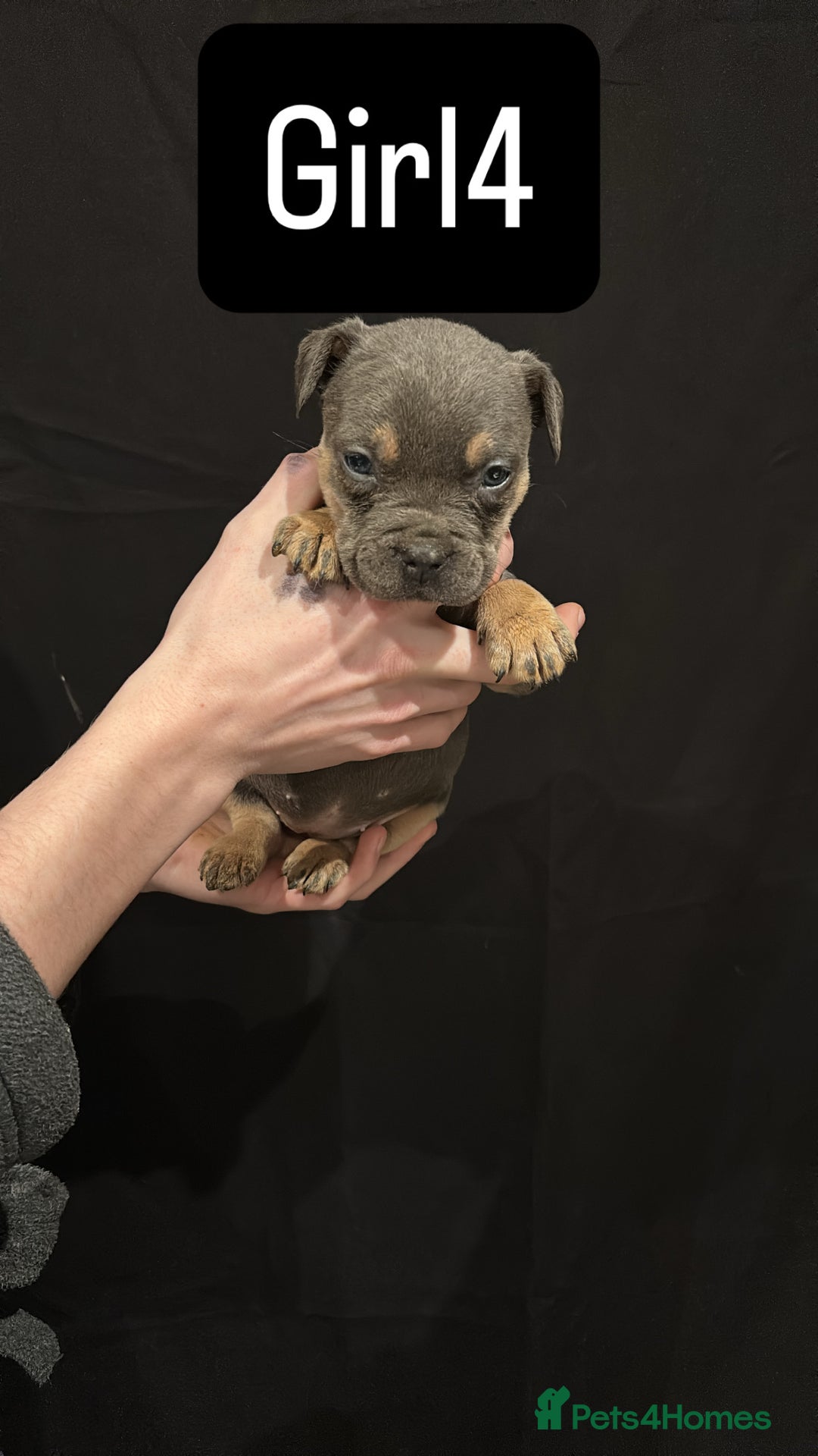 American Bulldog dogs for sale: Pocket bully’s  - Advert 12