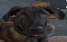 Mixed Breed dogs for sale: Male puppy ready for rehoming  - Image 4