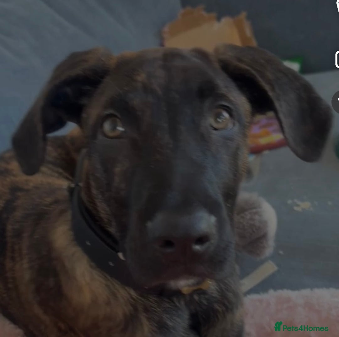 Mixed Breed dogs for sale: Male puppy ready for rehoming  - Image 4