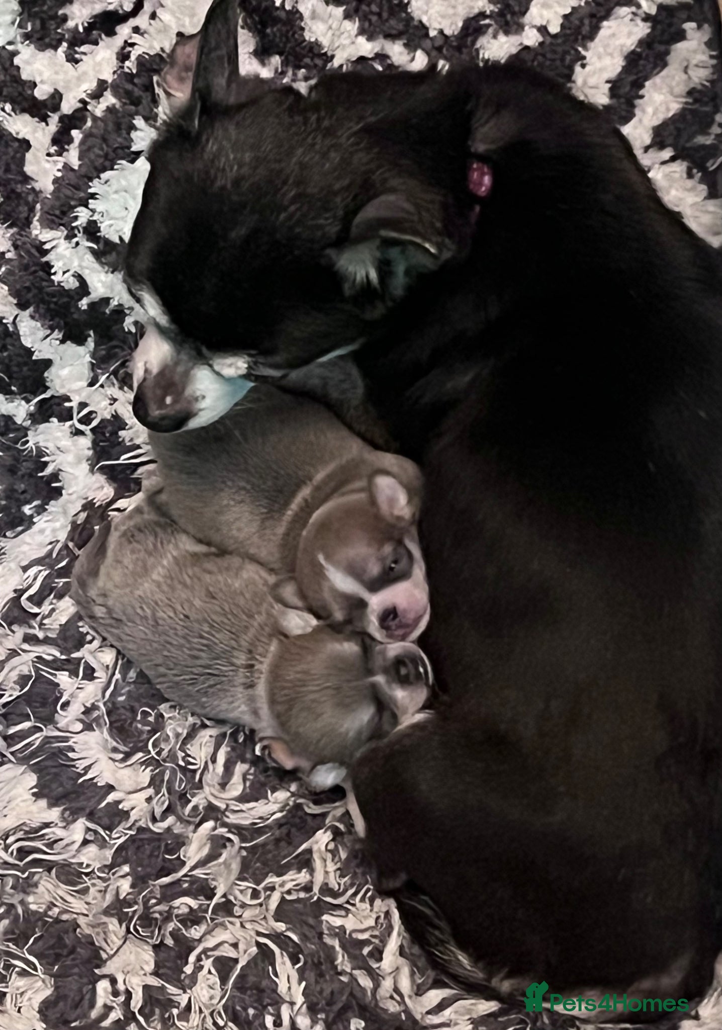 Chihuahua dogs 1 Male 1 female chihuahua for loving homes - Advert 7