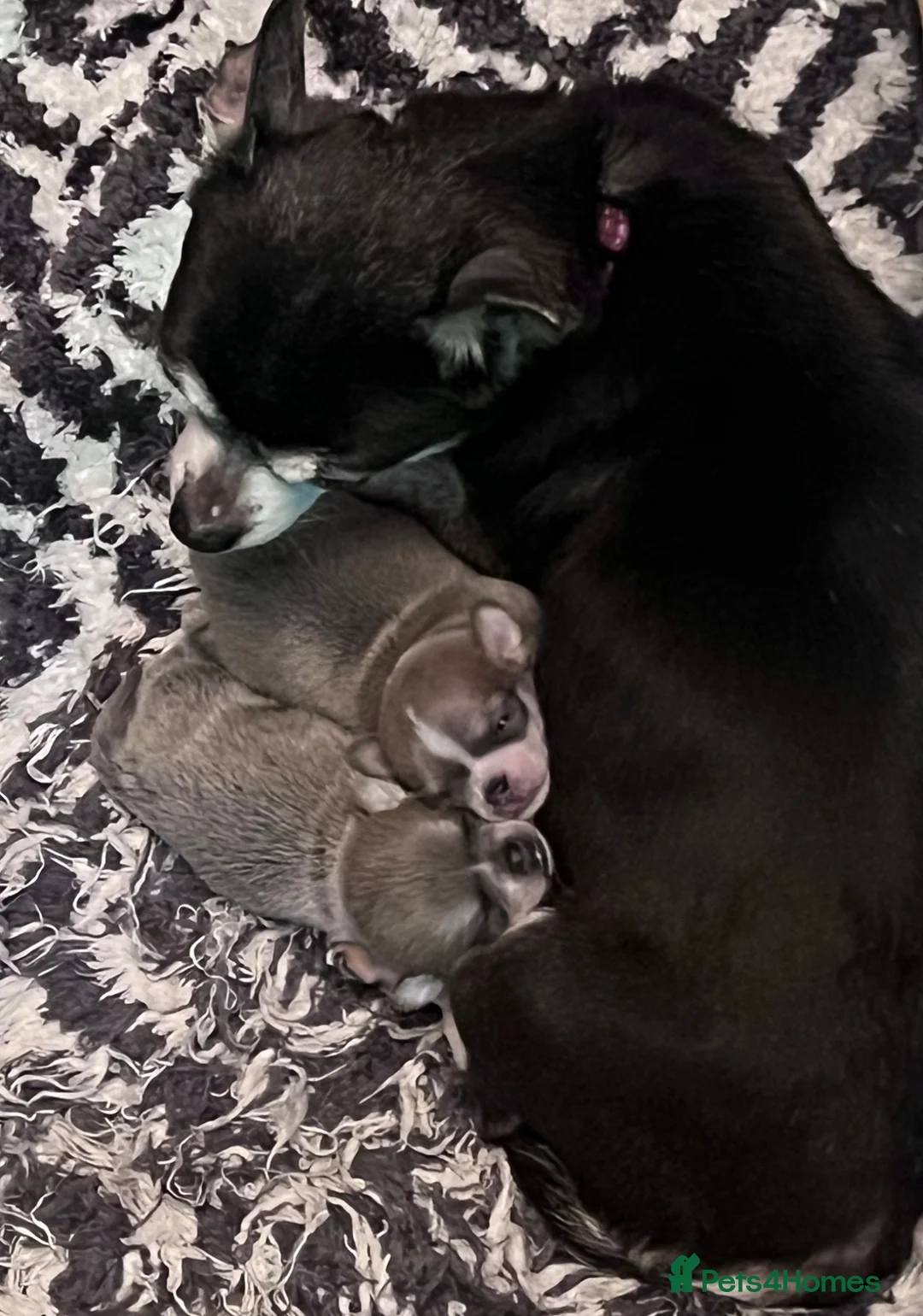 Chihuahua dogs for sale: 1 Male 1 female chihuahua for loving homes - Advert 1