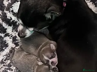 Chihuahua dogs 1 Male 1 female chihuahua for loving homes - Advert 7