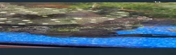 Plecos fish for sale: Green dragons and plec’s  in Taunton - Advert 3