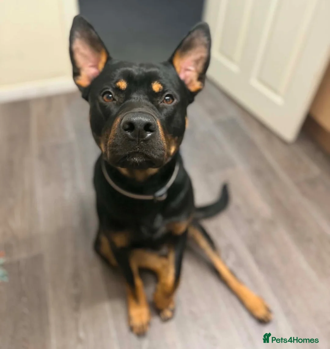 Mixed Breed dogs for sale: German Shepherd x Rottweiler x Pocket Bully in Bristol - Advert 2