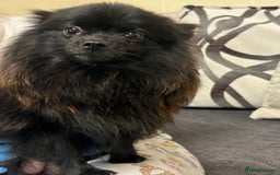 Pomeranian dogs for sale: Chocolate Pomeranian boys - Image 9