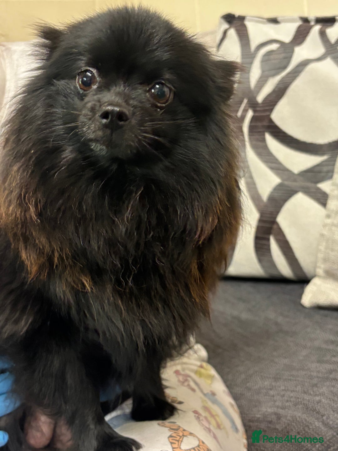Pomeranian dogs for sale: Chocolate Pomeranian boys - Image 9