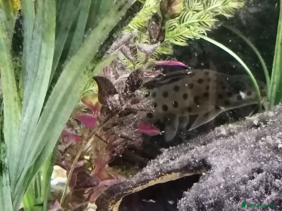 Catfish fish for sale: 2 large cat fish, aquarium and stand - Image 6