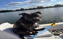 Staffordshire Bull Terrier dogs for sale: Blue Staffordshire Bull Terrier - Image 7