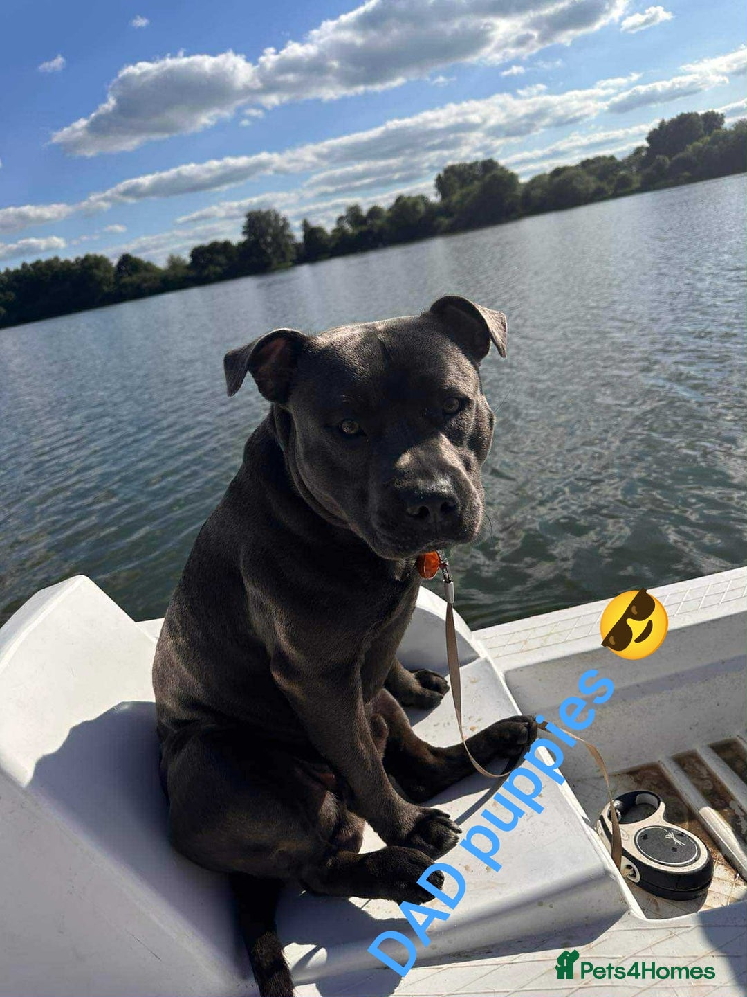 Staffordshire Bull Terrier dogs for sale: Blue Staffordshire Bull Terrier - Image 7