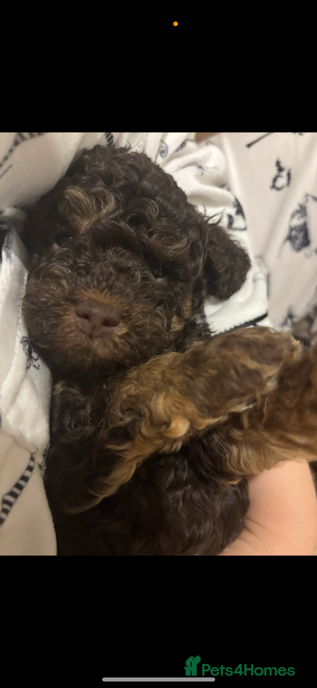 Cockapoo dogs for sale: Beautiful F2B Toy Cockapoo Puppies - Advert 15