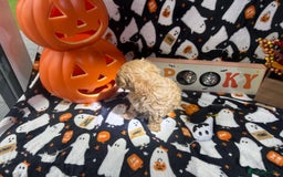 Maltipoo dogs for sale: F1 health tested toy (Asian) maltipoos🩷🩷 - Image 11
