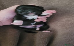 Shih Tzu dogs for sale: shih tzu puppies  - Advert 18