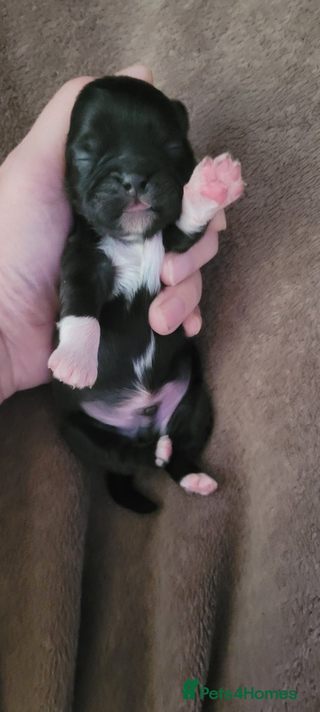 Shih Tzu dogs for sale: shih tzu puppies  - Advert 18