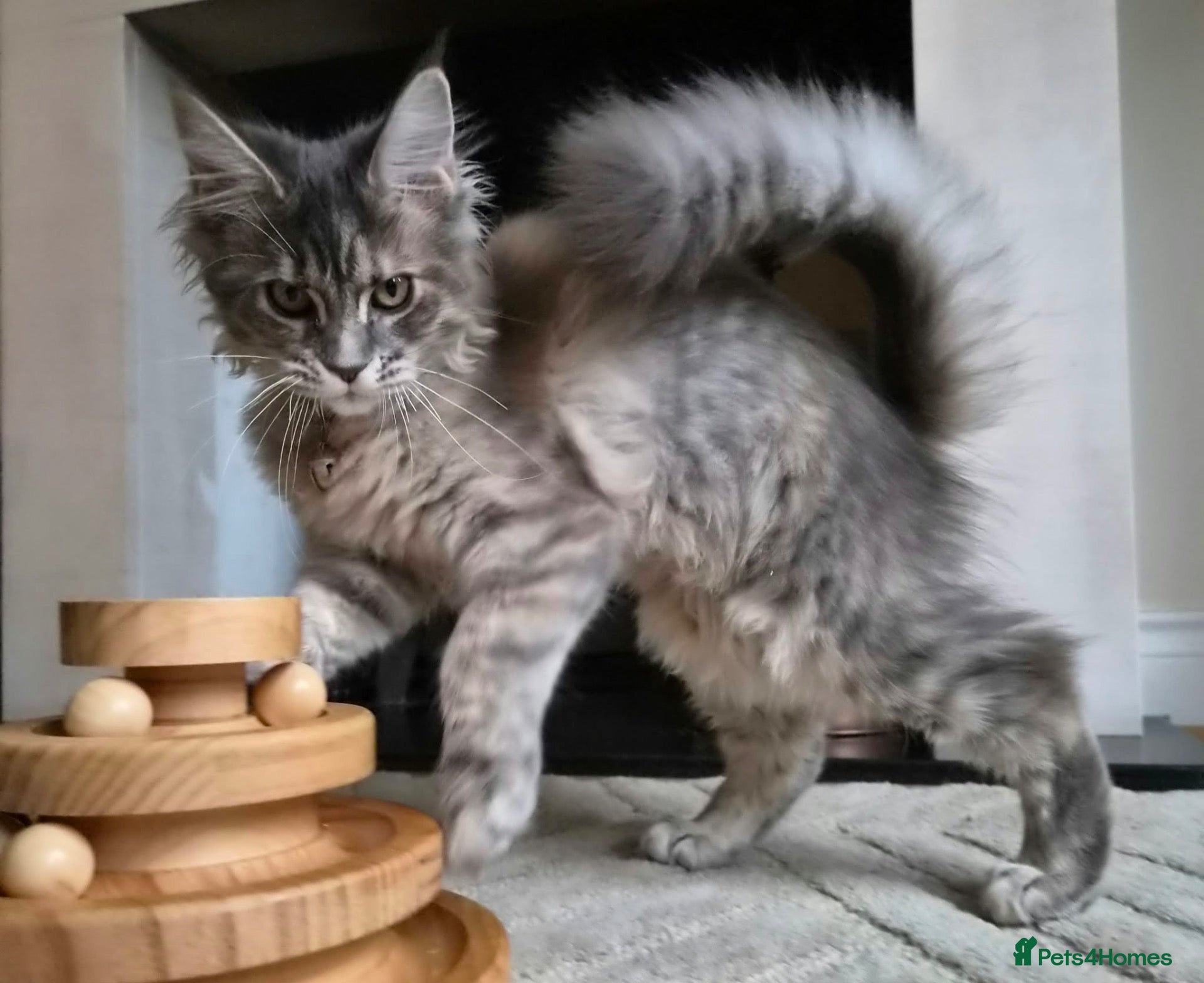 Maine Coon cats XXL BLUE TABBY MAINE COON RUSSIAN LINE FEMALE 🐈‍⬛ - Advert 2