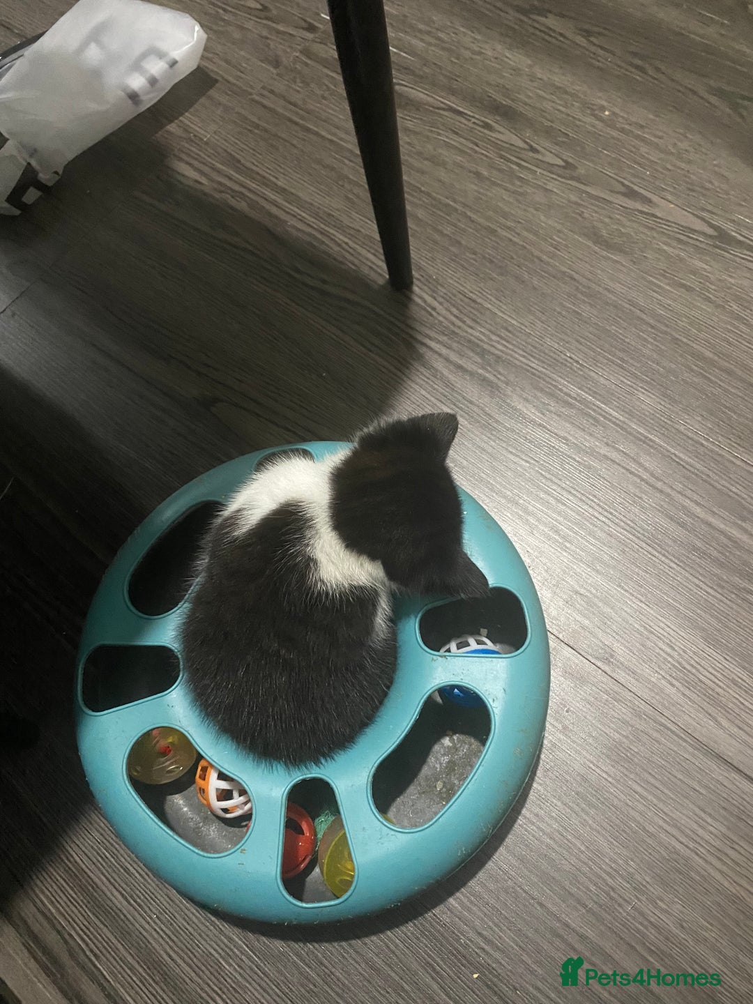 Mixed Breed cats for sale: Kittens for home forever ❤️ - Image 6