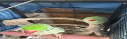 Parrots birds for sale: Alexandrine breeding pair in Birmingham - Advert 4