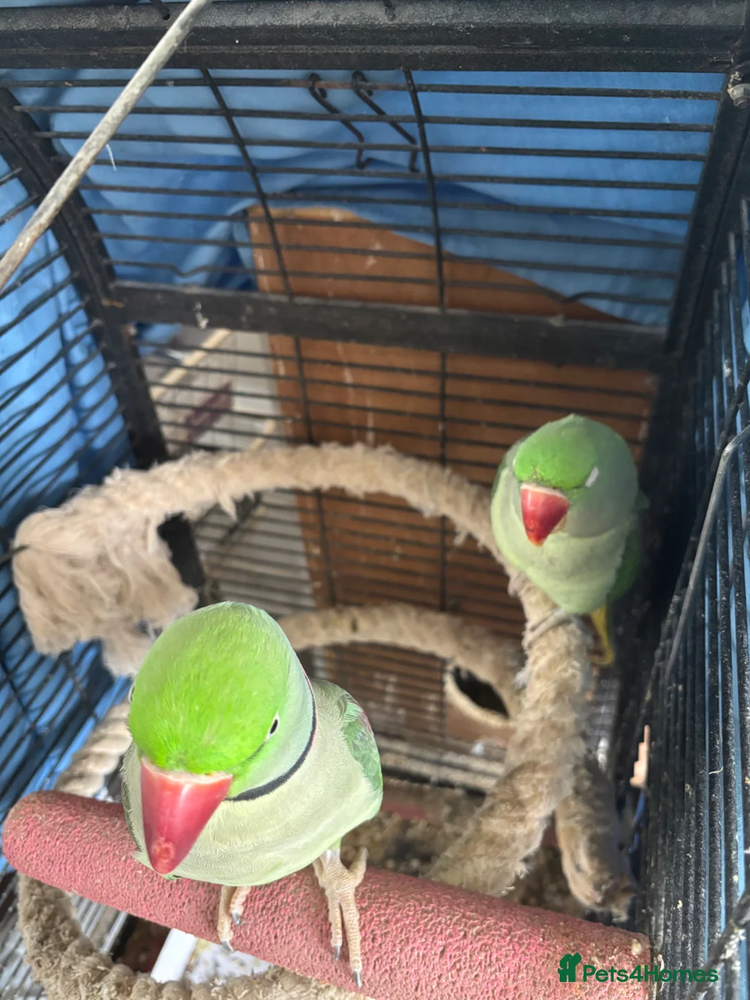 Parrots birds for sale: Alexandrine breeding pair in Birmingham - Advert 4