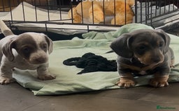 Miniature Dachshund dogs for sale: Miniture dachshund pups  - Advert 2