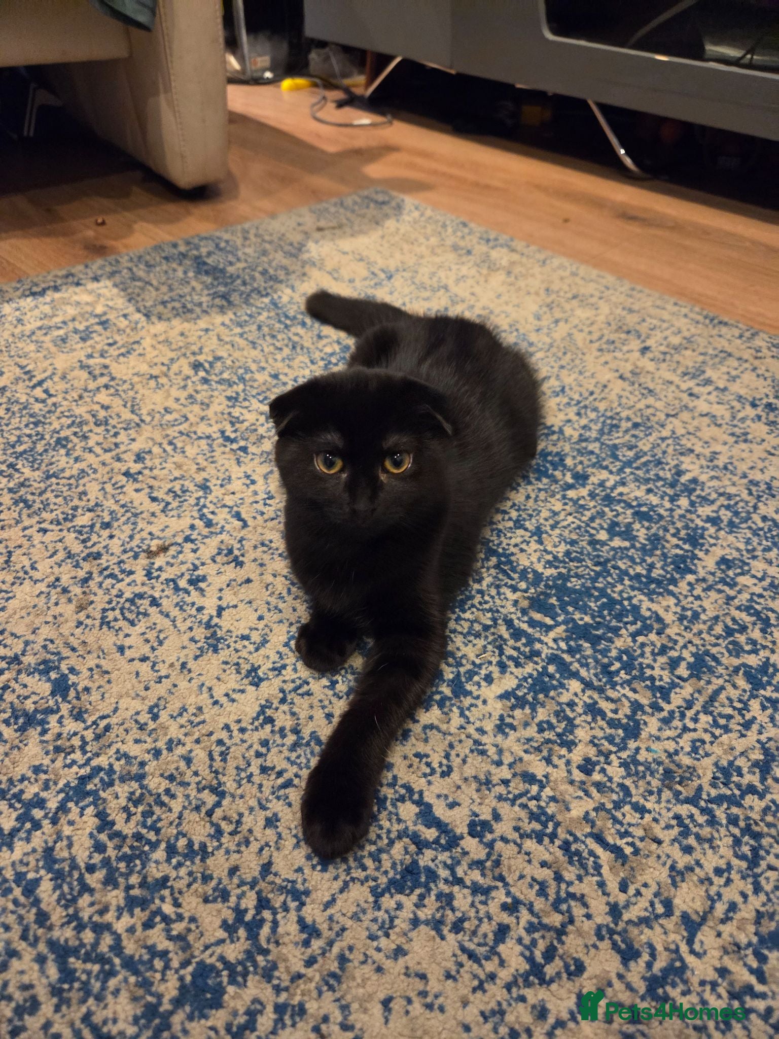 Mixed Breed cats Female kittens (only 1 left) - Advert 2