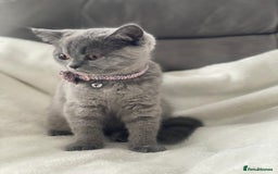 British Shorthair cats for sale: Beautiful  bsh gccf girl (champion breed lines) in Swanley - Image 14