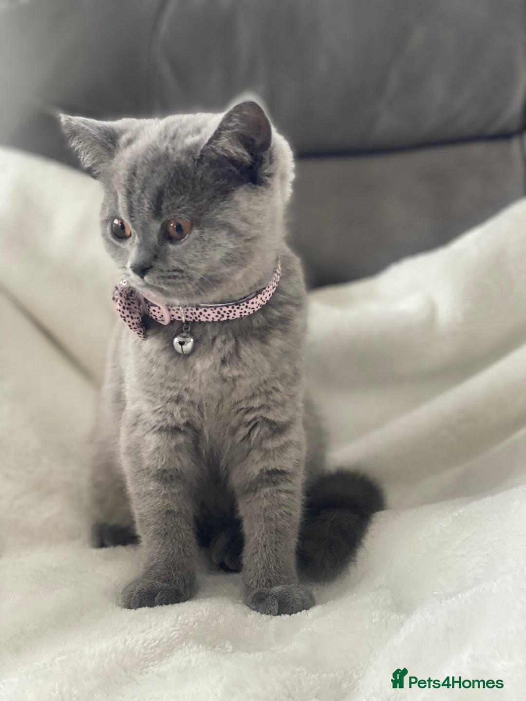 British Shorthair cats for sale: Beautiful  bsh gccf girl (champion breed lines) in Swanley - Image 14