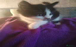 Mixed Breed cats for sale: 6 week old kittens looking for forever home - Image 4