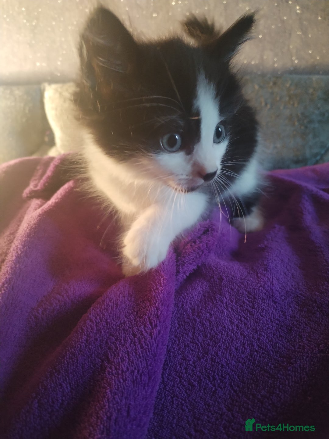 Mixed Breed cats for sale: 6 week old kittens looking for forever home - Image 4