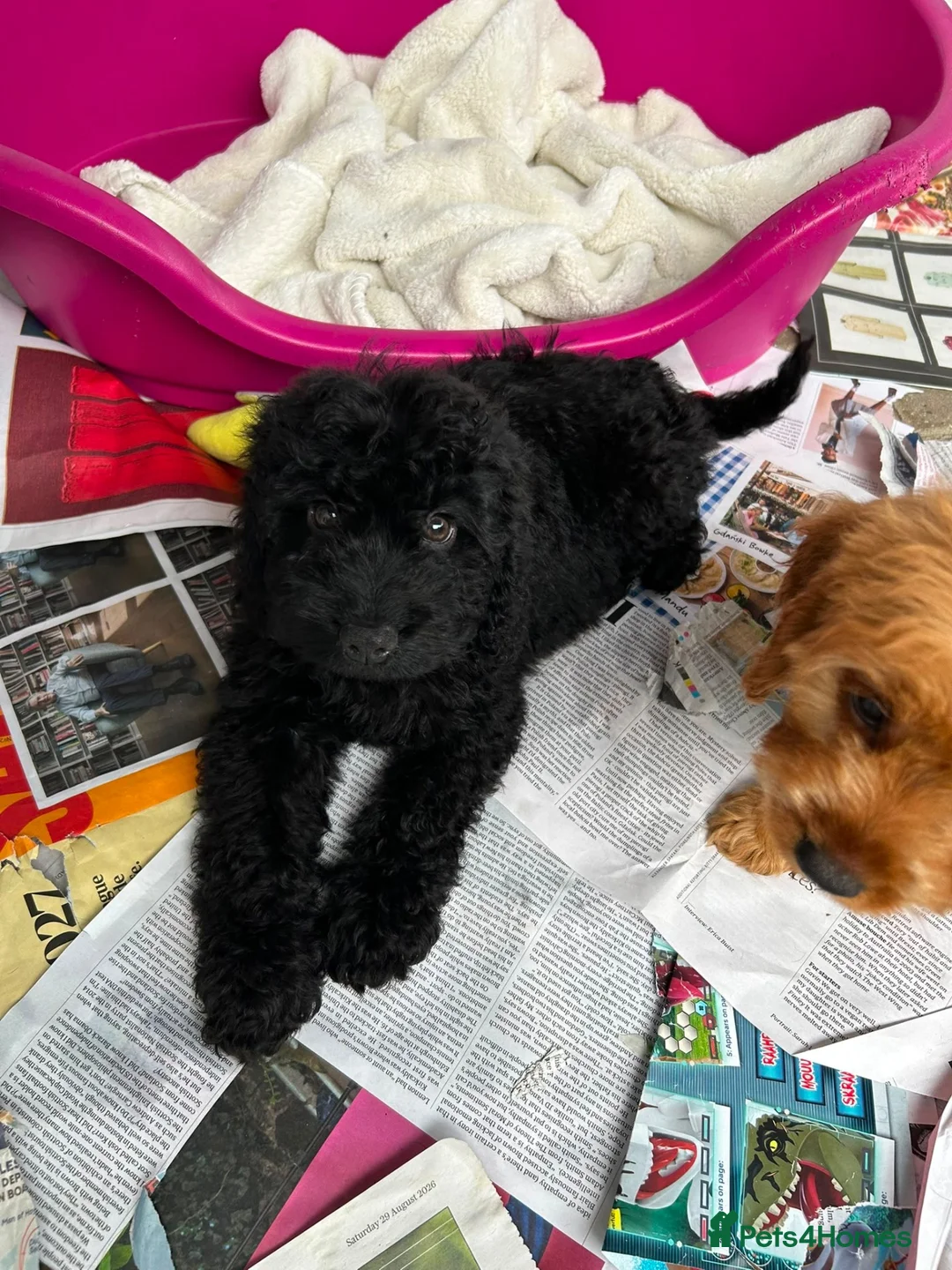 Cockapoo dogs for sale: F1 beautiful miniature cockapoos  - Advert 2