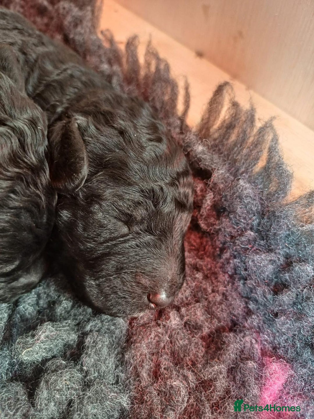 Cockapoo dogs for sale: ✨ F2 Cockapoo Puppies – Ready mid Nov ✨ - Image 3