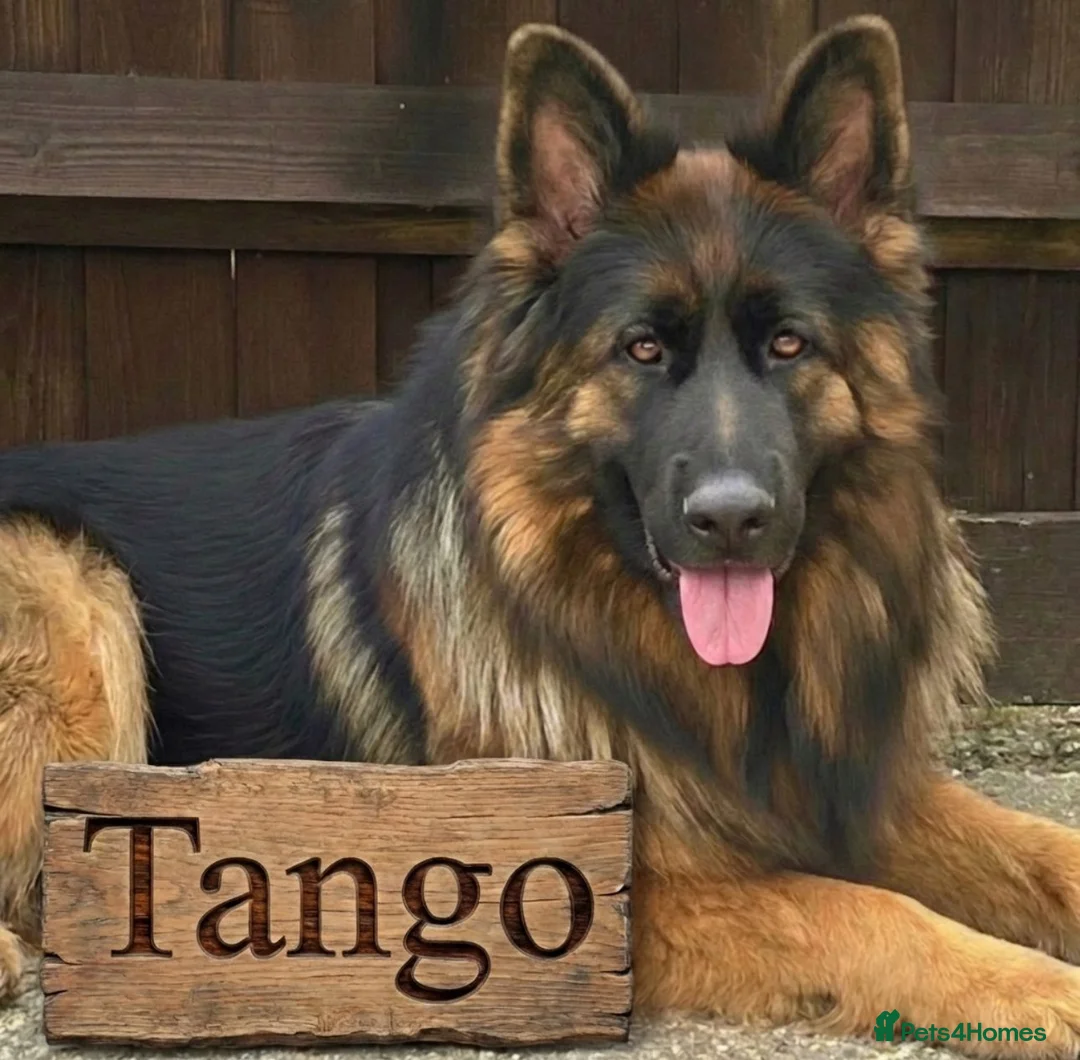 German Shepherd dogs for sale: Stunning Pedigree Male German Shepherd Puppy - Advert 4