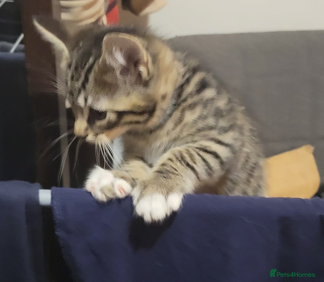 Mixed Breed cats for sale: 2 boys and 1 girl - Image 6