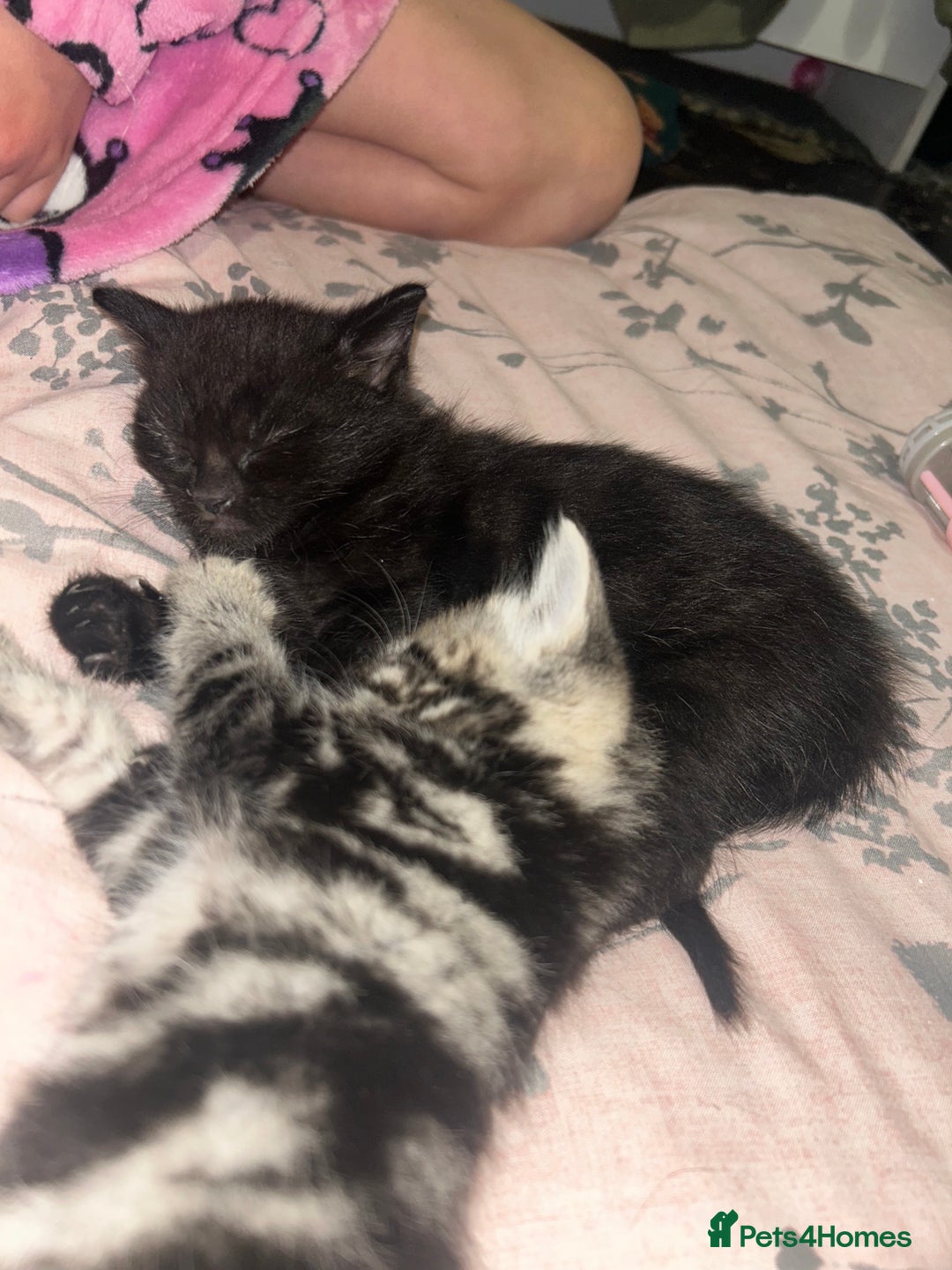 Mixed Breed cats for sale: Kittens :)  - Advert 4