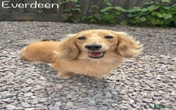 Miniature Dachshund dogs for sale: Exceptional Show Quality KC Miniature Dachshunds! - Image 14