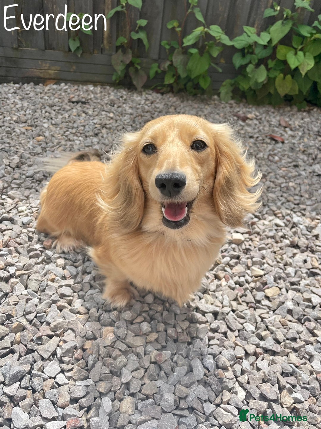 Miniature Dachshund dogs for sale: Exceptional Show Quality KC Miniature Dachshunds! - Image 14
