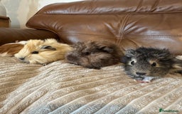 Guinea Pig rodents for sale: Baby guinea pigs girls and boys available - Image 5