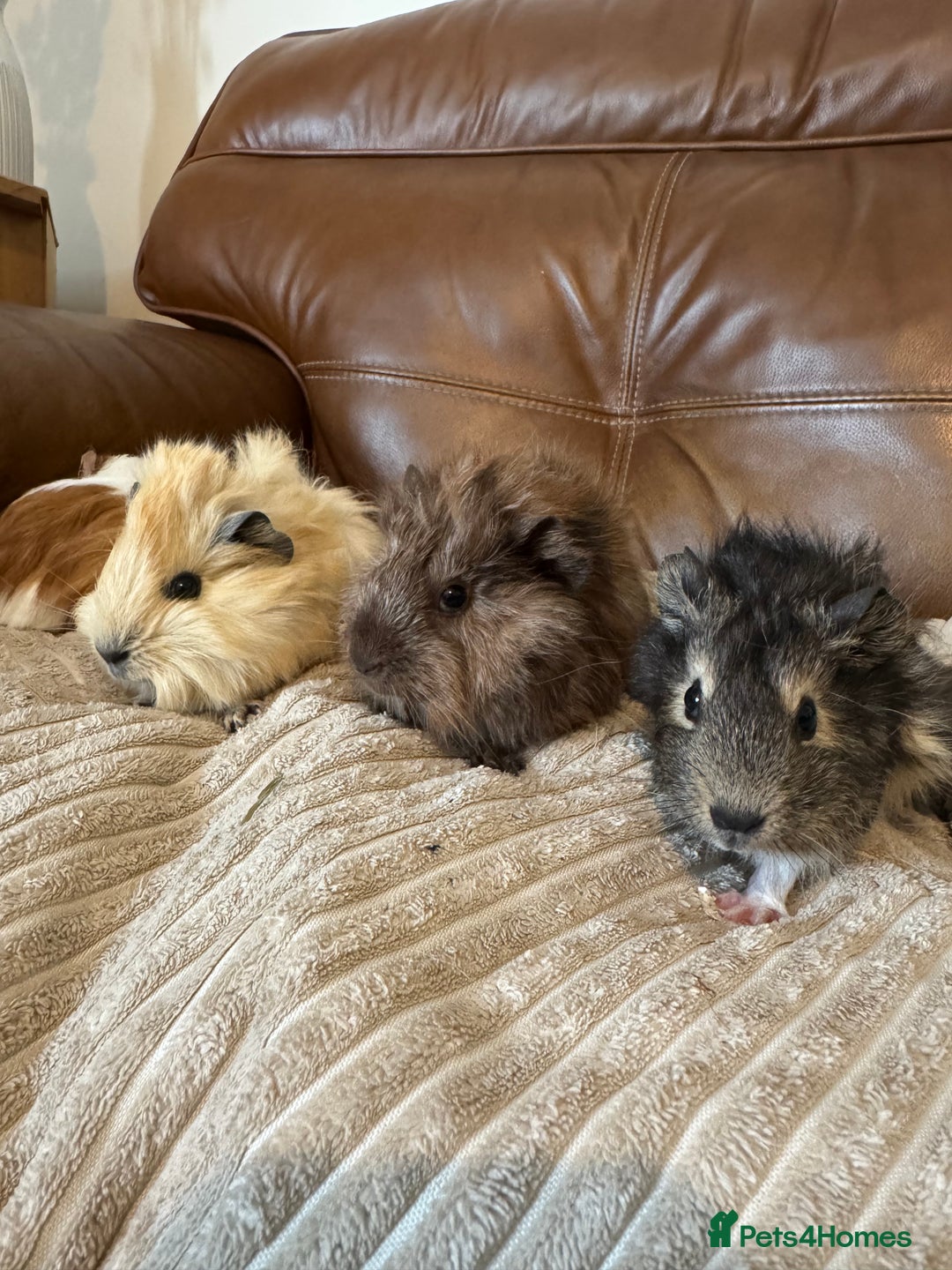 Guinea Pig rodents for sale: Baby guinea pigs girls and boys available - Image 5