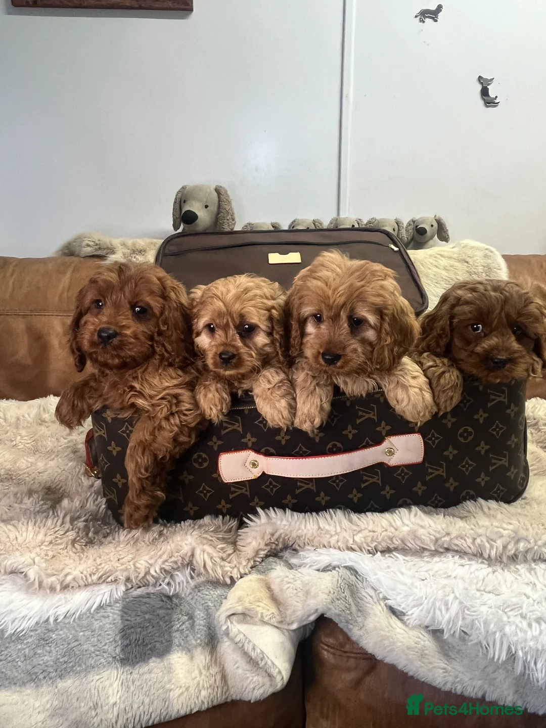 Cavapoo dogs for sale: stunningly stunning cavapoo health tested litter - Advert 5