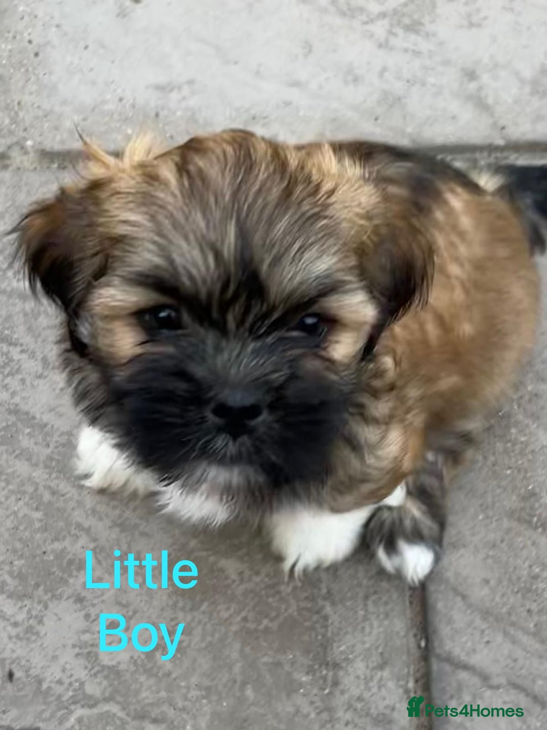 Lhasa Apso dogs for sale: Two Adorable KC Reg Puppies GPRA4 Clear - Image 21