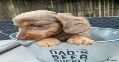 Miniature Dachshund dogs - Advert 7