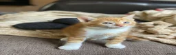 Mixed Breed cats for sale: 🐾 Adorable ginger kittens for sale, Chester 🐾  - Advert 9